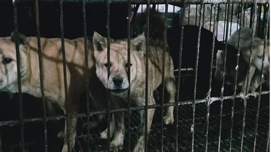 Continúa la venta de animales en China pese al peligro de enfermedades como el coronavirus