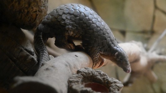 Buscan salvar al sospechoso número 1 del coronavirus: un santuario de pangolines