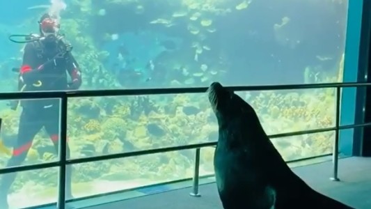 Video: el paseo de un león marino por un acuario vacío durante la cuarentena