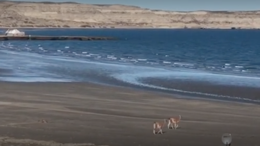 Efecto coronavirus: aparecieron guanacos en las playas de la Península de Valdés