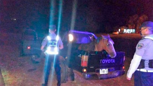 Insólito: violó la cuarentena para llevar su caballo a una curandera