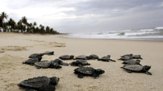 Efecto coronavirus: nacieron tortugas en peligro de extinción en una playa desierta por la cuarentena