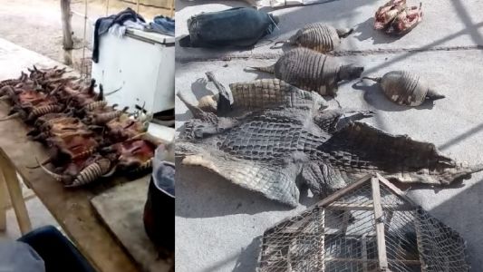 Cazadores ilegales de quirquinchos grabaron un video con sus presas y terminaron presos