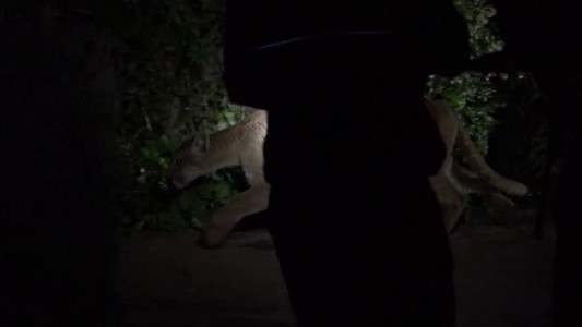 Coronavirus: otro puma se paseó por las calles vacías de Santiago de Chile