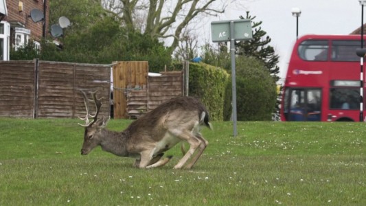 Coronavirus: Invasión de ciervos en los campos de Londres