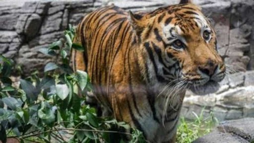 Un tigre del zoológico de Nueva York dio positivo al Covid-19