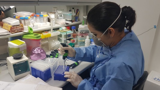 Científicos brasileños identificaron un medicamento capaz de frenar la reproducción del coronavirus
