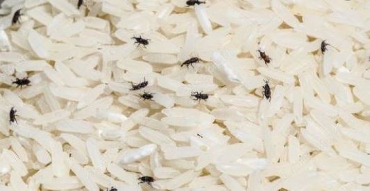 Coronavirus: un intendente repartió arroz con gorgojos y pidió que lo coman igual
