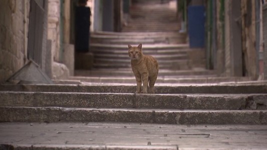 Coronavirus: Una Vía Dolorosa inusualmente vacía en la previa de la pascua