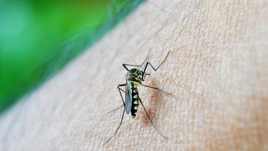 El peor brote de dengue de los últimos tres años: solo en la Ciudad hay 2.134 casos