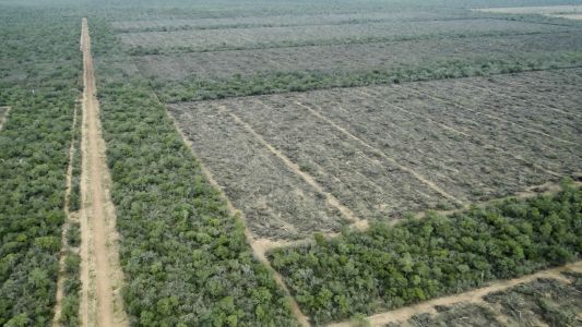 "A pesar de la cuarentena, los desmontes no se detienen”, advierten ambientalistas