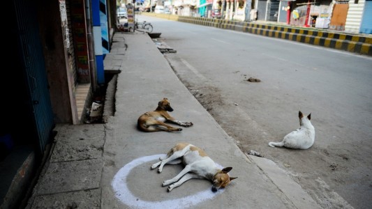 Perros y gatos callejeros, los olvidados de la pandemia