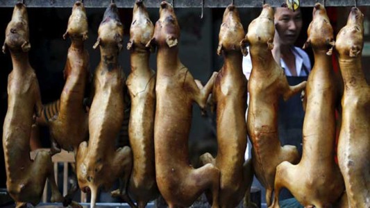 Por primera vez, China excluye a perros y gatos de la lista oficial de animales comestibles