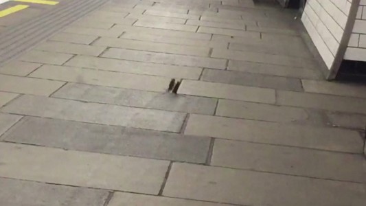 Coronavirus: Ratones a las piñas en un andén