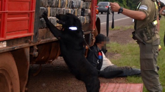 Un perro antidrogas detectó más de 800 kilos de marihuana en Formosa