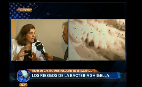 Los riesgos de la bacteria shigella