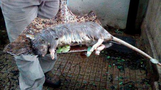 Apareció una rata gigante en Paraná