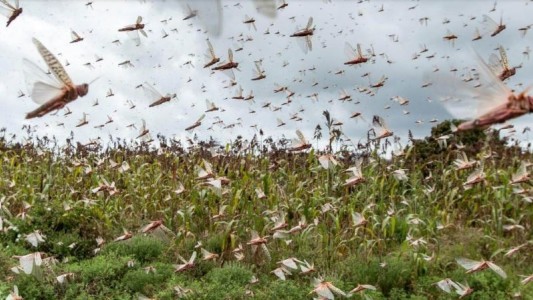Una segunda ola langostas azota África y deja a 42 millones de personas en situación de inseguridad alimentaria