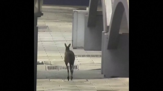 Coronavirus: El tranquilo paseo de un canguro por una ciudad desierta