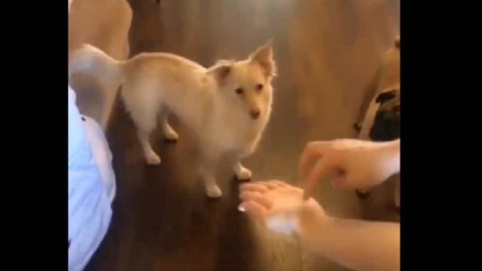 Video: la perrita sorda que se vuelve loca cuando le dicen en lenguaje de señas que va a salir a pasear