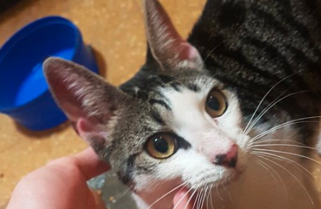 El rescate de "Manchita": el gato de un nene con autismo que fue más viral que el coronavirus