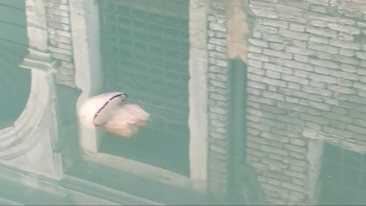 Coronavirus: El tour de una medusa por los canales de Venecia