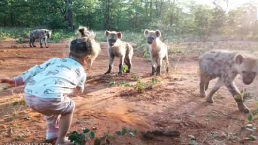 Video: la increíble nena de 2 años que juega con una manada de hienas