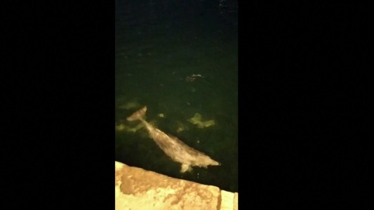 Coronavirus: Delfines en el Bósforo