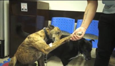 Original campaña que apela a la adopción responsable de animales