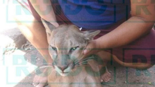 Cazadores aprovechan la cuarentena para matar pumas cerca de las ciudades