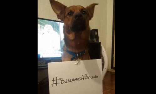 Perros en campaña para encontrar a Bruno