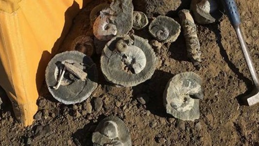 Encuentran una tonelada de huesos de dinosaurios en la Antártida