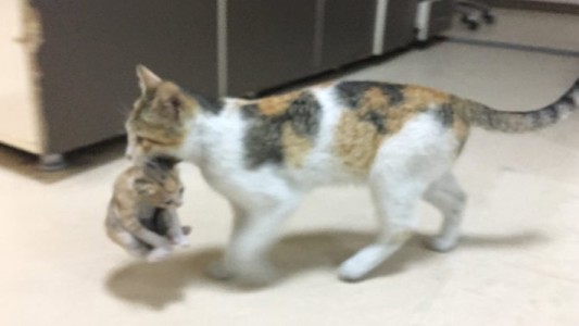 La gata que llevó a su cría al hospital para que la atendieran los médicos