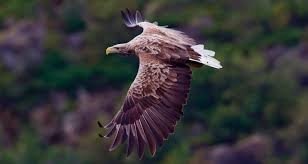 Tras más de dos siglos reapareció el águila de cola blanca en el Reino Unido