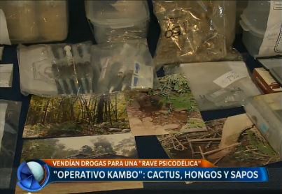 "Operativo Kambo": Cactus, hongos y sapos