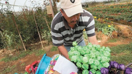 Floricultores en crisis que produzcan verduras agroecológicas recibirán microcréditos