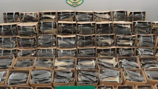 Contrabando: incautaron 26 toneladas de aletas de tiburón
