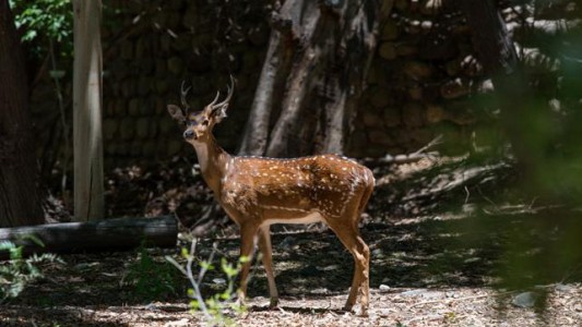Tras la muerte de 15 ciervos, avanza en Mendoza el proyecto para reconvertir el Zoológico en un Ecoparque