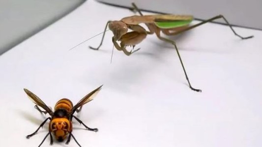 Video: una mantis religiosa ataca a un "avispón asesino" y le devora su cabeza