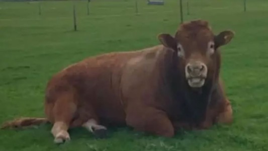 Insólito: un toro se rascó contra un poste luz y dejó sin electricidad a 800 hogares