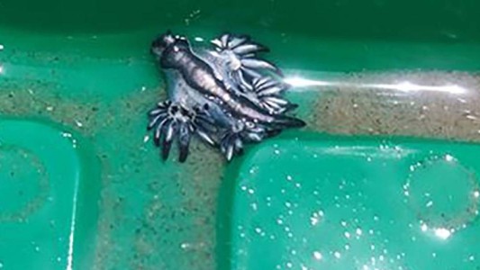 Alarma en Estados Unidos por la aparición de "dragones azules" en la costa de Texas