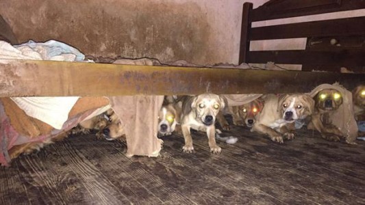 Rescataron a 47 perros hacinados en una vivienda de La Paternal