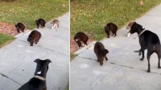 Video viral: El cruce cara a cara de cuatro gatos callejeros y un perro