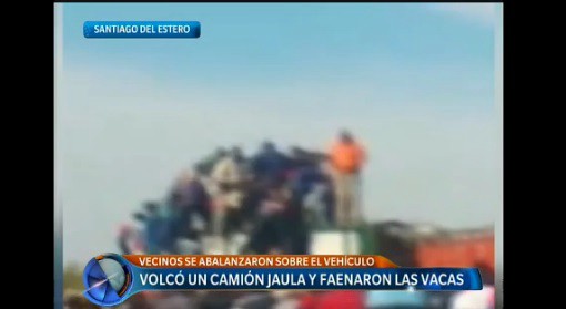 Volcó un camión jaula en Santiago del Estero y los vecinos faenaron 20 vacas