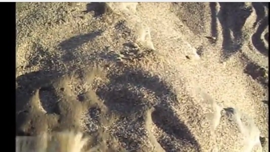 Hallan en Miramar huellas de un tigre dientes de sable