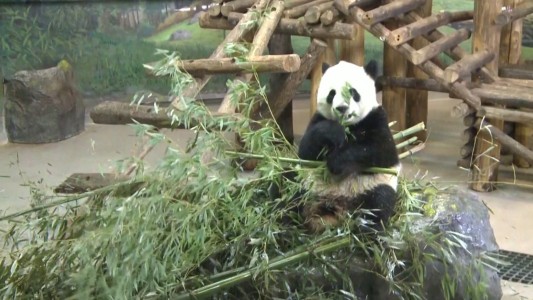 Coronavirus: Pandas vuelven a China porque se quedaron sin comida