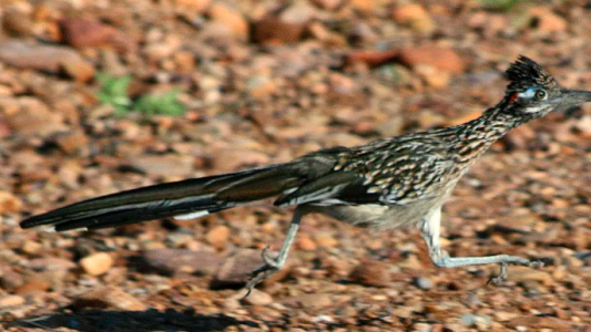 Video: la persecución en la vida real de un coyote a un correcaminos en el desierto