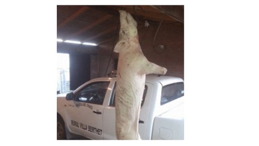 Ladrones abandonaron el lechón que estaban faenando para poder escapar de a policía