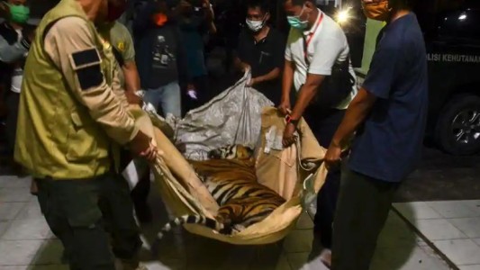 Caza furtiva en Indonesia: encontraron muerto un tigre de Sumatra, una especie en grave peligro de extinción