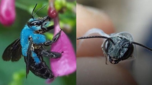 Reapareció en Estados Unidos la extraña abeja azul que creían extinguida